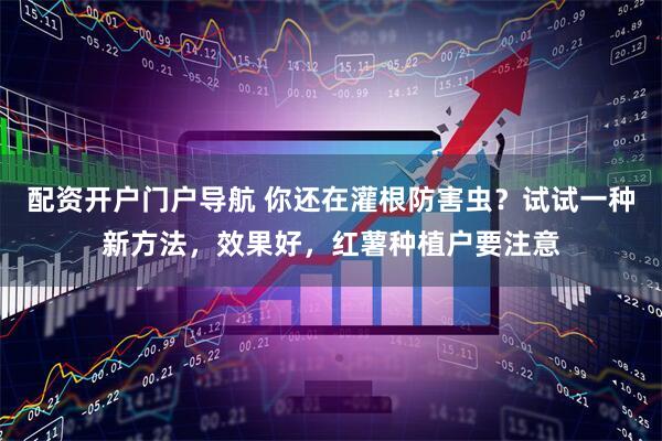 配资开户门户导航 你还在灌根防害虫？试试一种新方法，效果好，红薯种植户要注意