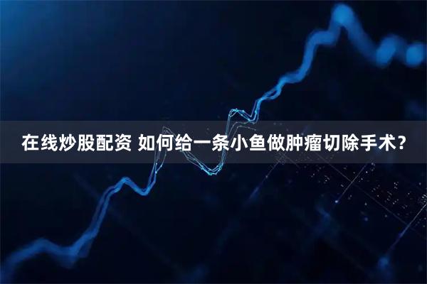 在线炒股配资 如何给一条小鱼做肿瘤切除手术?
